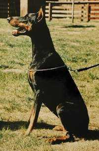 Hydra Haika v.h. Wantij | Black Doberman Pinscher