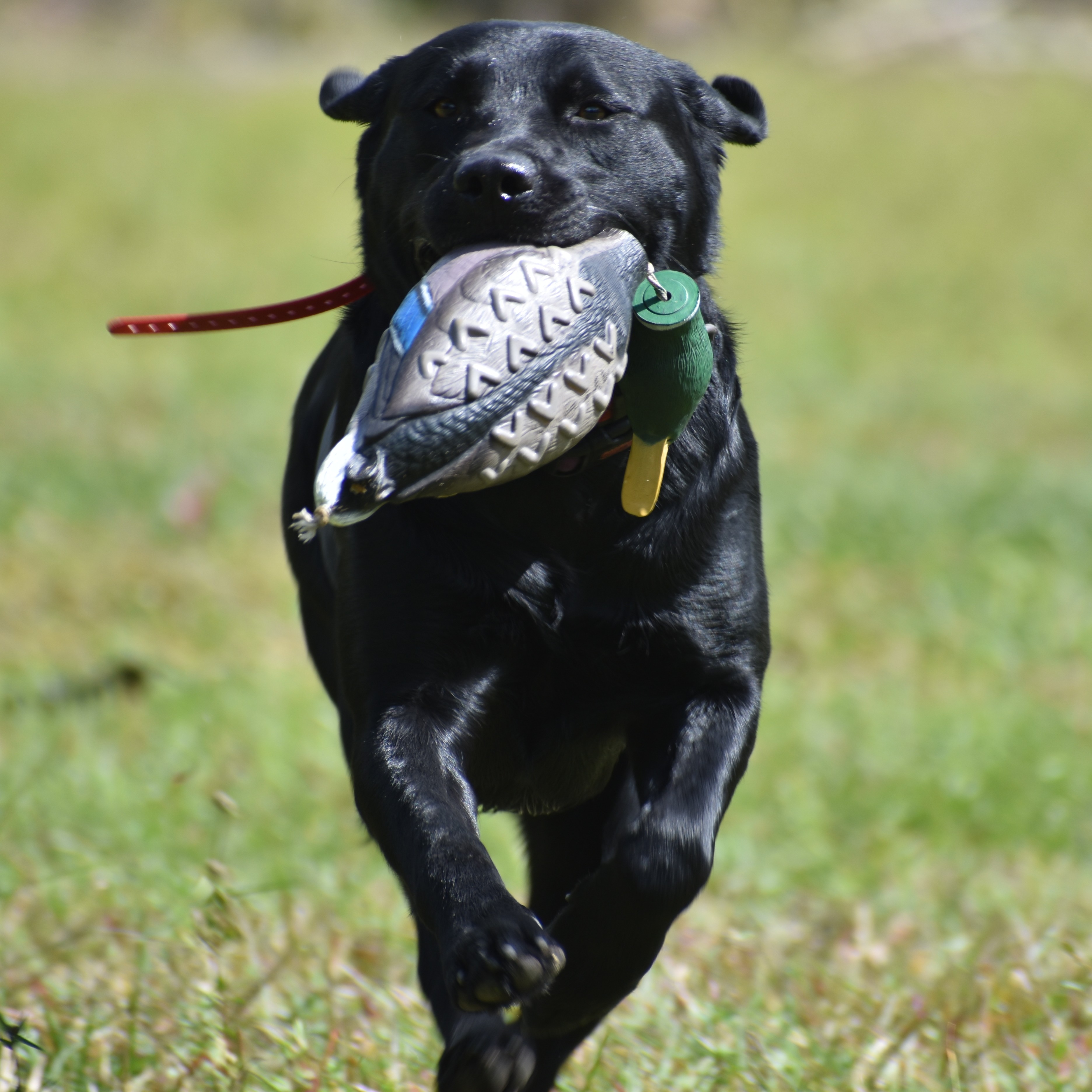 Southern Strykers Is This Love | Black Labrador Retriver