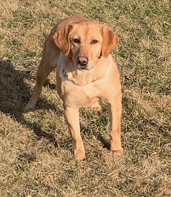 Rowyn Dakota Musser | Yellow Labrador Retriver