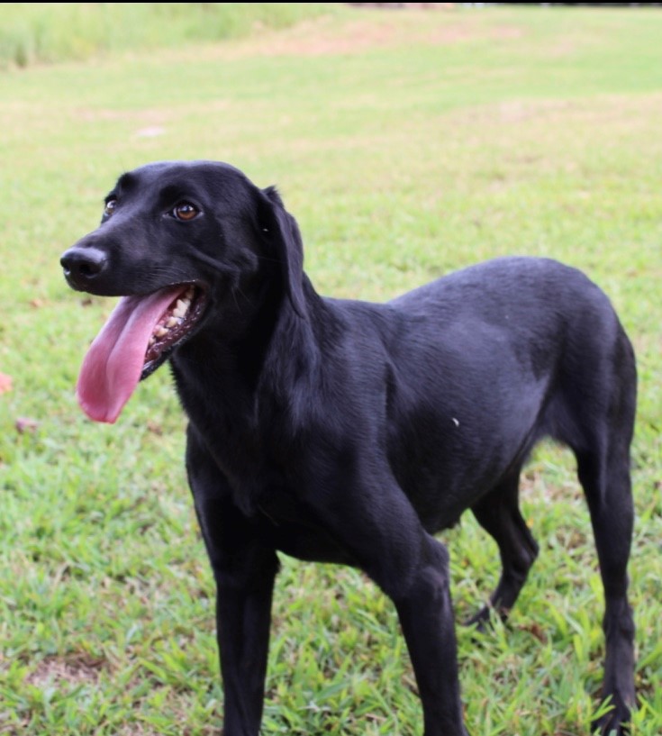 Pride Of Dixie Sweet Annie | Black Labrador Retriver