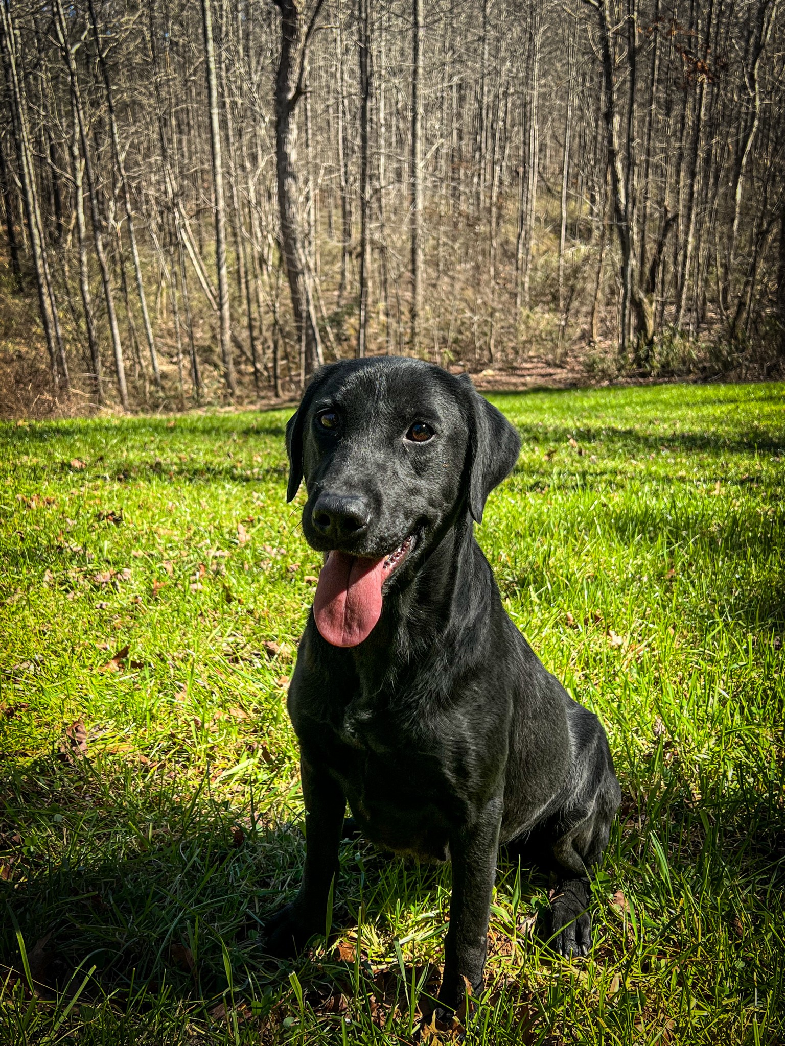 Pride Of Dixie Sweet Annie | Black Labrador Retriver