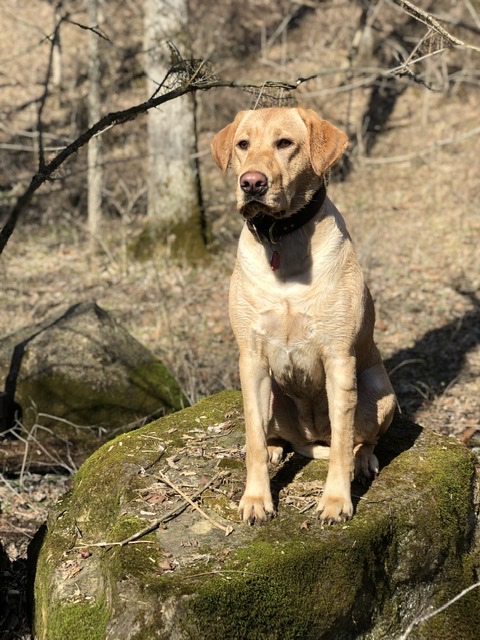 Jackson's Red Rover Red Rover | Yellow Labrador Retriver