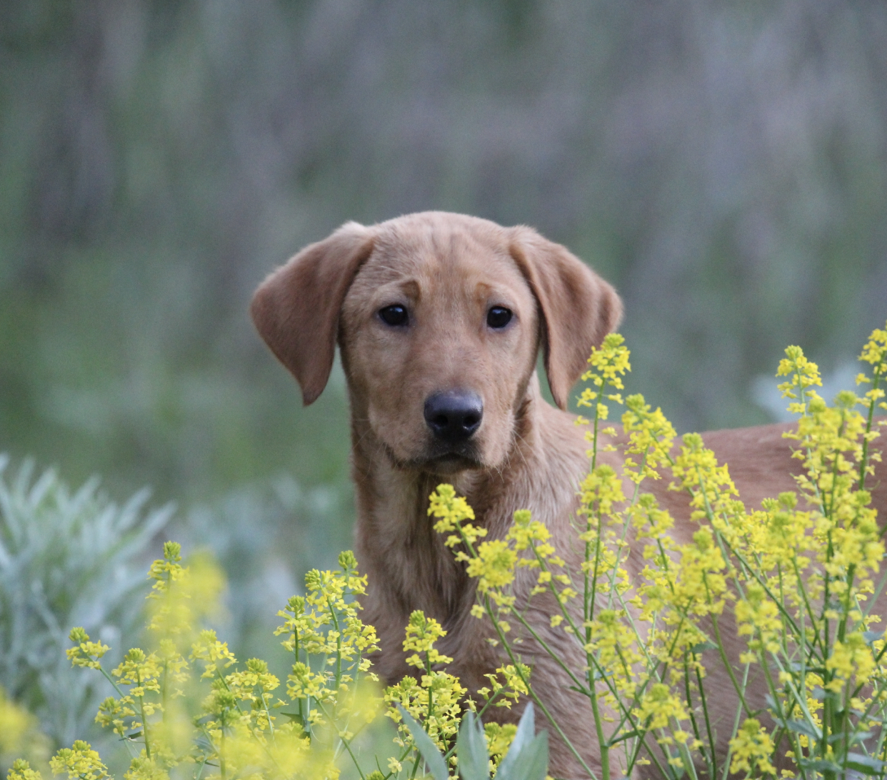 TK Hot  Premium Grade | Yellow Labrador Retriver