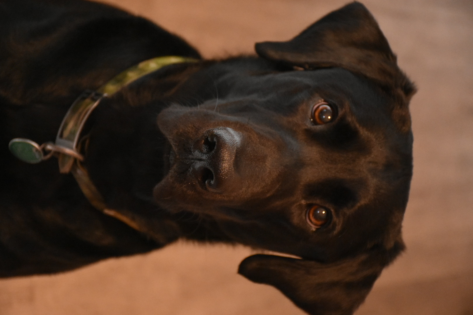 Zeus Lee Herndon | Black Labrador Retriver