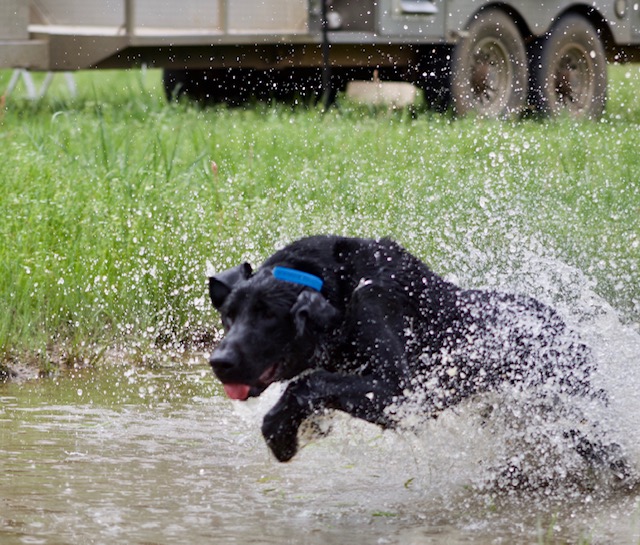 Elmwood’s Rebel Yell MH | Black Labrador Retriver