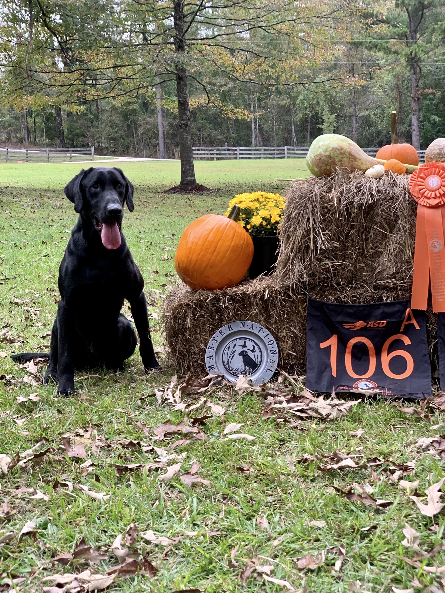 Elmwood’s Rebel Yell MH | Black Labrador Retriver