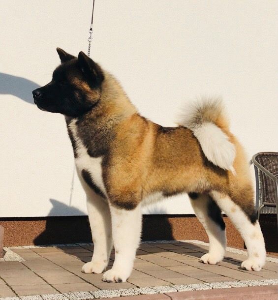 Alterdog X-Lander | Akita 
