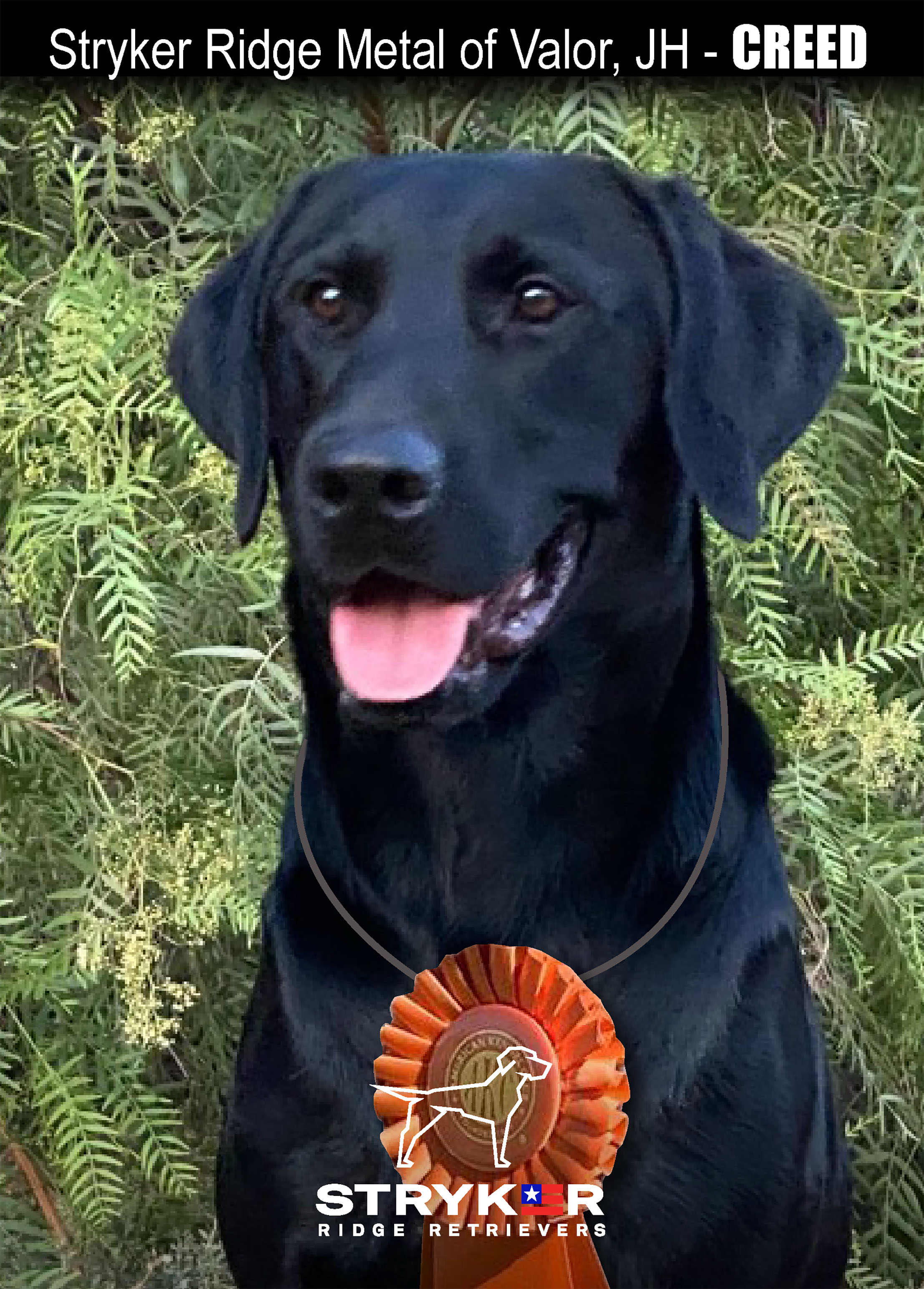 StrykerRidge Metal of Valor - CREED JH | Black Labrador Retriver