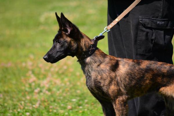 TEK-9 Bella | Dutch Shepherd 