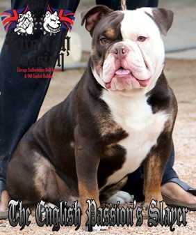 The English passion's Slayer | Olde English Bulldogge 