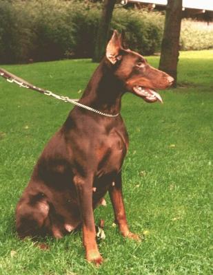 Phoenix v.h. Wantij | Brown Doberman Pinscher