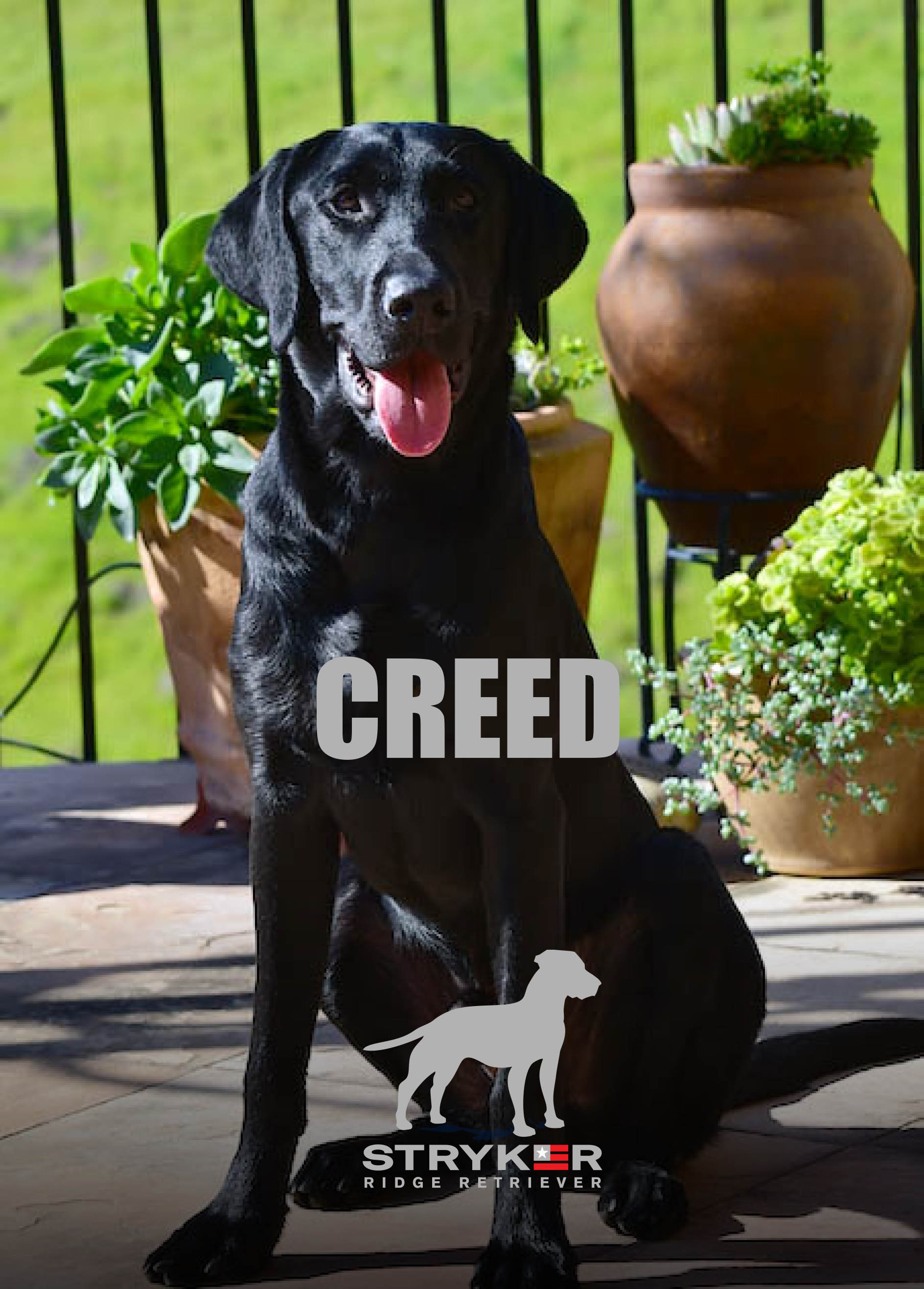 StrykerRidge Metal of Valor - CREED JH | Black Labrador Retriver