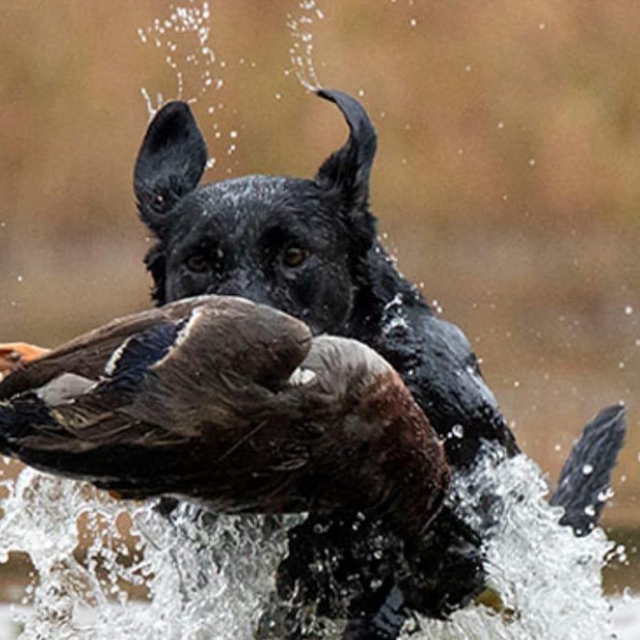 HRCH Mountain Shadow's Maddie Mae | Black Labrador Retriver