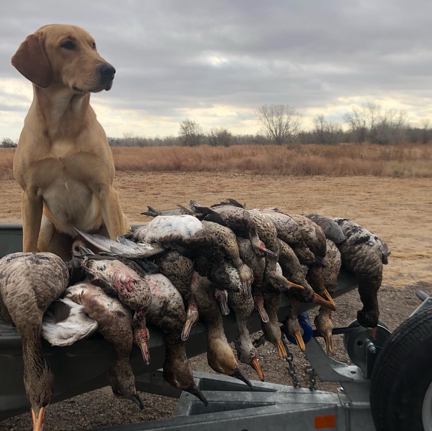 HRCH  (1 Grand Pass) UH Flight 27's Cancelled He's Too Icy MH | Yellow Labrador Retriver