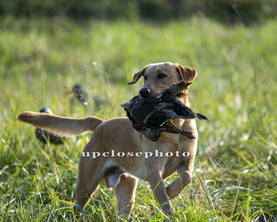 HRCH  (1 Grand Pass) UH Flight 27's Cancelled He's Too Icy MH | Yellow Labrador Retriver