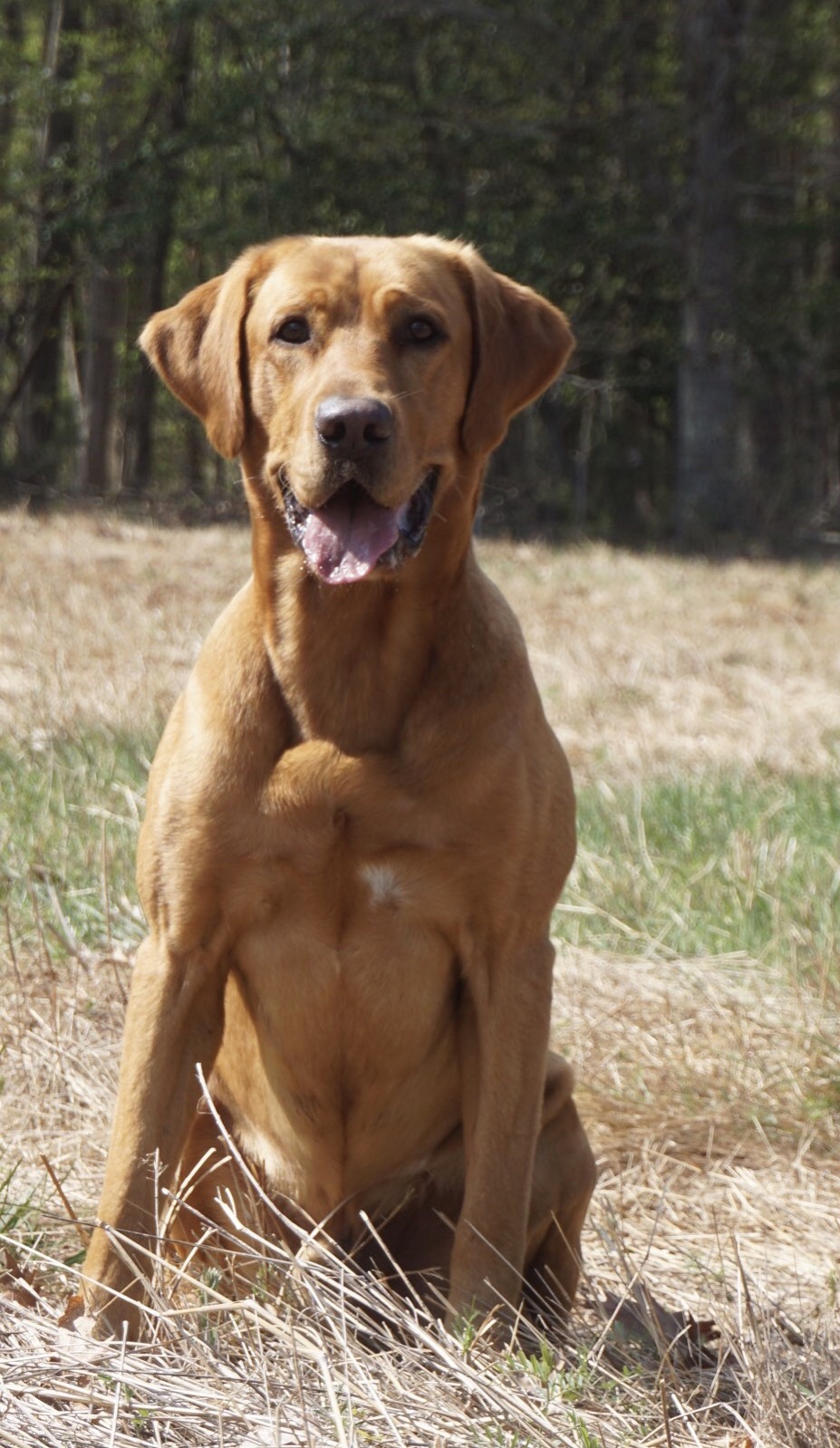 Duck Busters Pimpin Aint Easy SH | Yellow Labrador Retriver