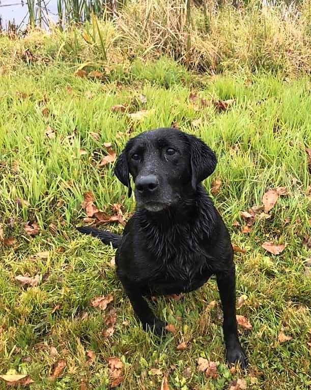 Three Points Gunshot Play MH | Black Labrador Retriver