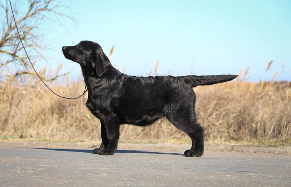 Irislav Noble Queen | Black Labrador Retriver