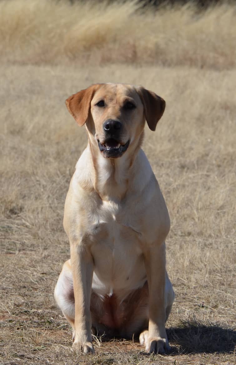 MPR HRCH  Winifred's Big Sky Rock Star of NCK MH | Yellow Labrador Retriver