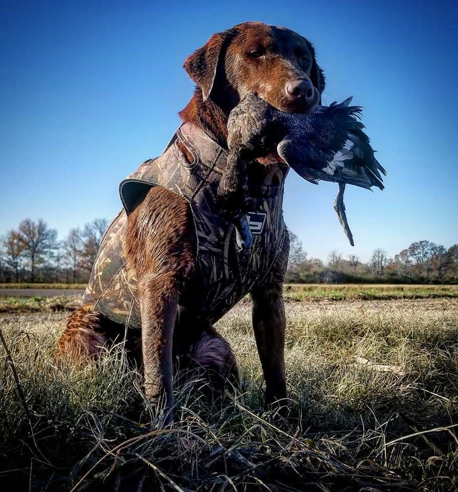 CB Little Wigeon | Chocolate Labrador Retriver