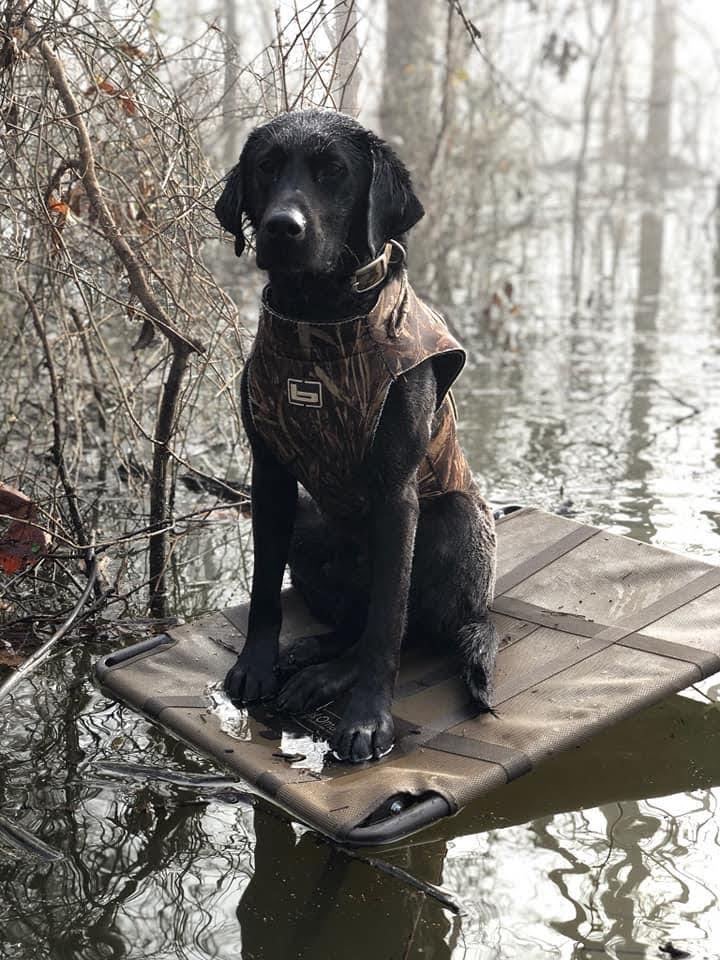 J&C Ghost Hawk | Black Labrador Retriver