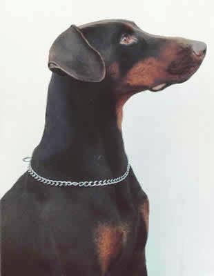 Donja v.h. Wantij | Brown Doberman Pinscher