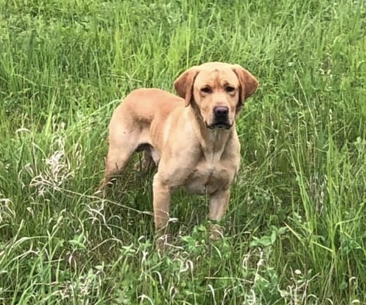 1.5 GMPR HRCH Modern Day Drifter Artois Of PBG | Yellow Labrador Retriver