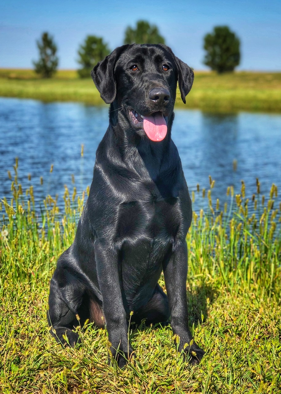 HRCH Flk’s Shiftn’ Gears MH | Black Labrador Retriver