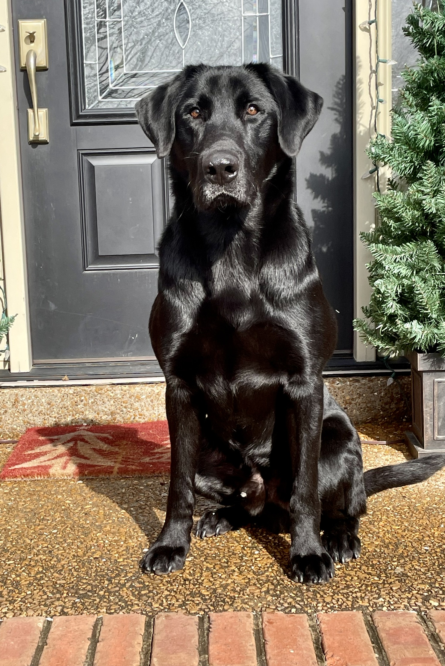 Audabel’s Heavy Hitter | Black Labrador Retriver