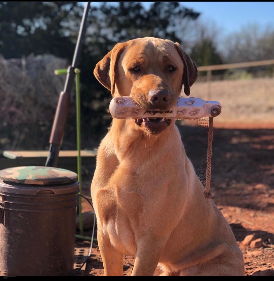 SHR Stenger’s Bo | Yellow Labrador Retriver