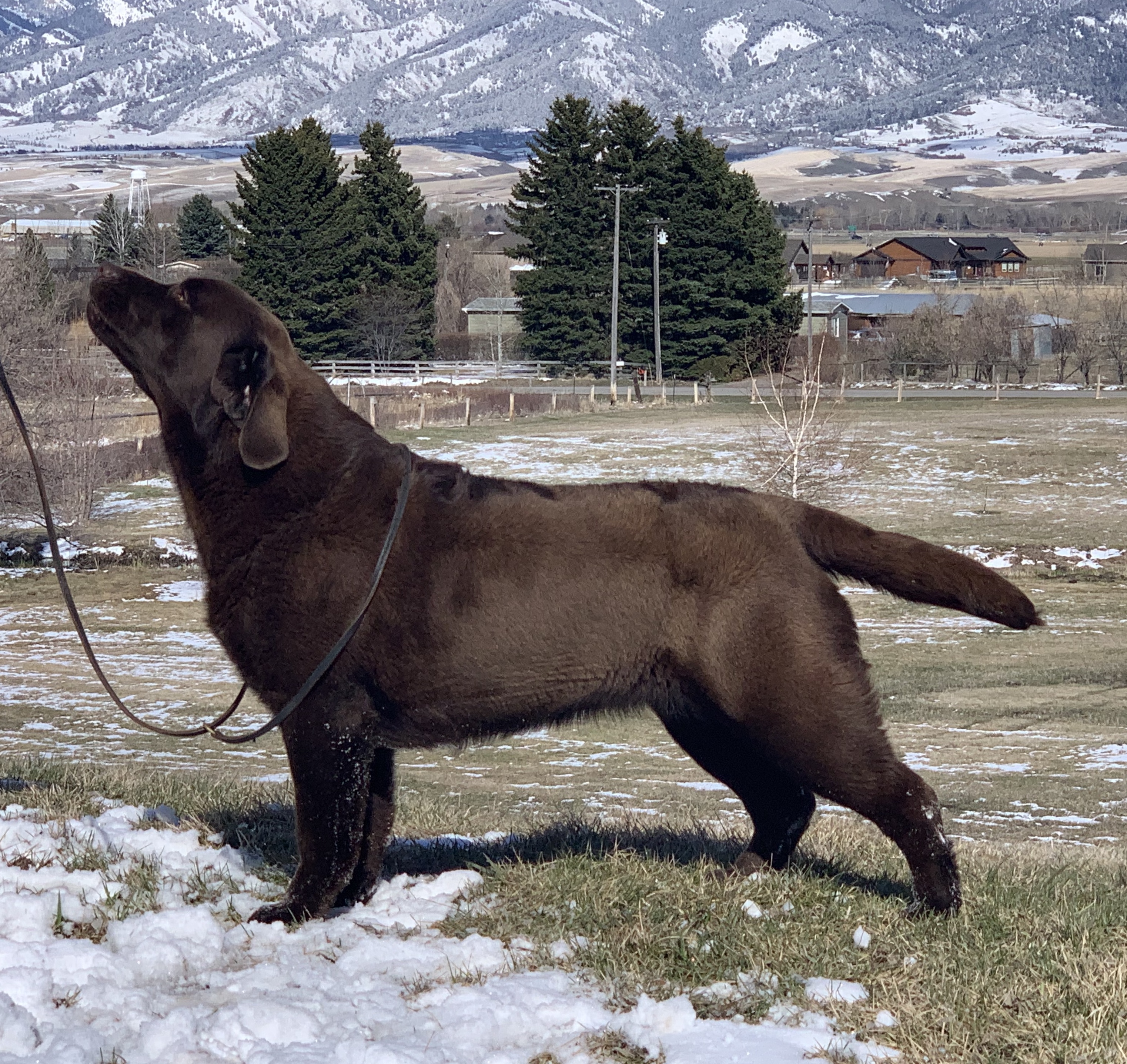 Amethyst Montview It’s 5 O’clock Somewhere | Chocolate Labrador Retriver