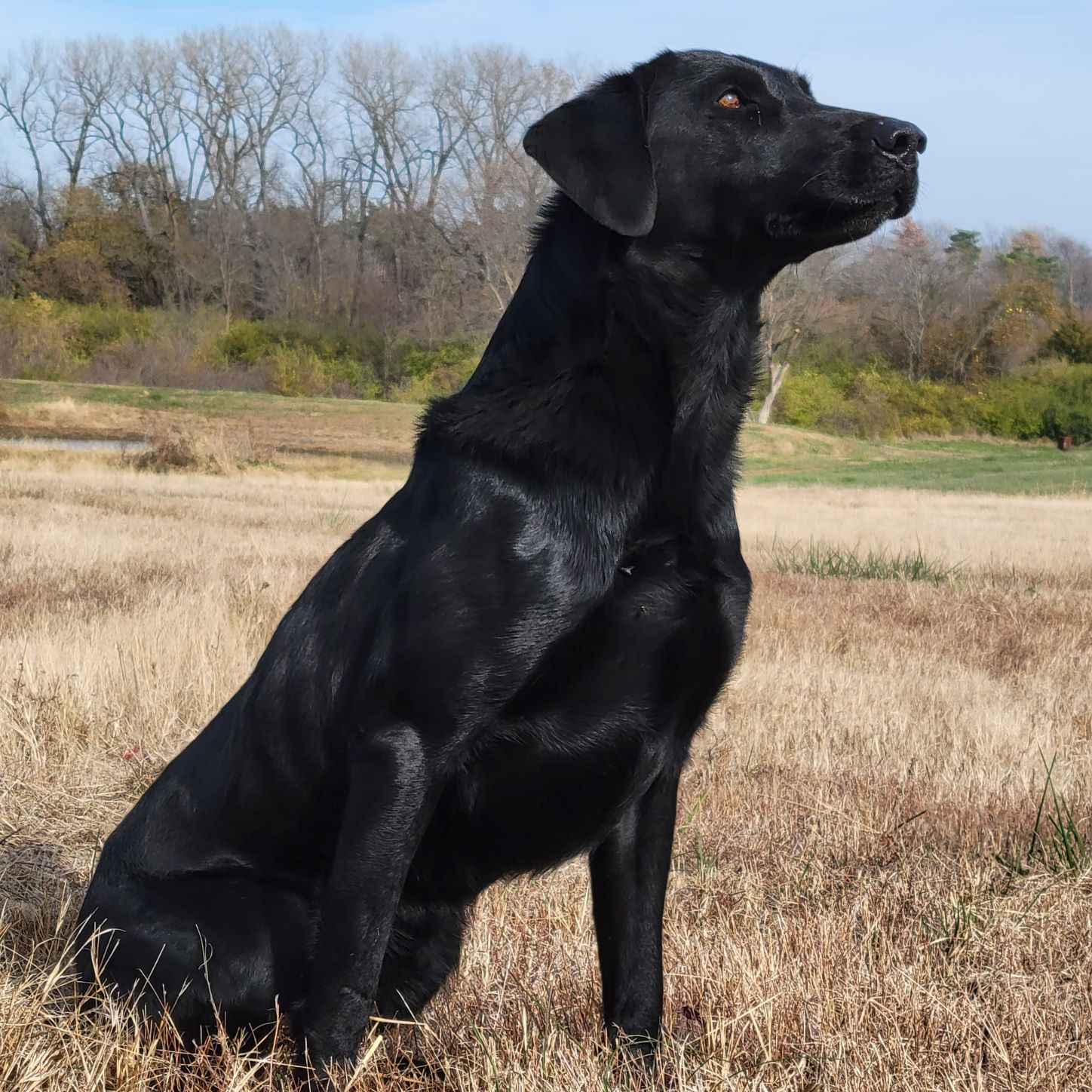 HRCH StrykerRidge True Religion MH | Black Labrador Retriver