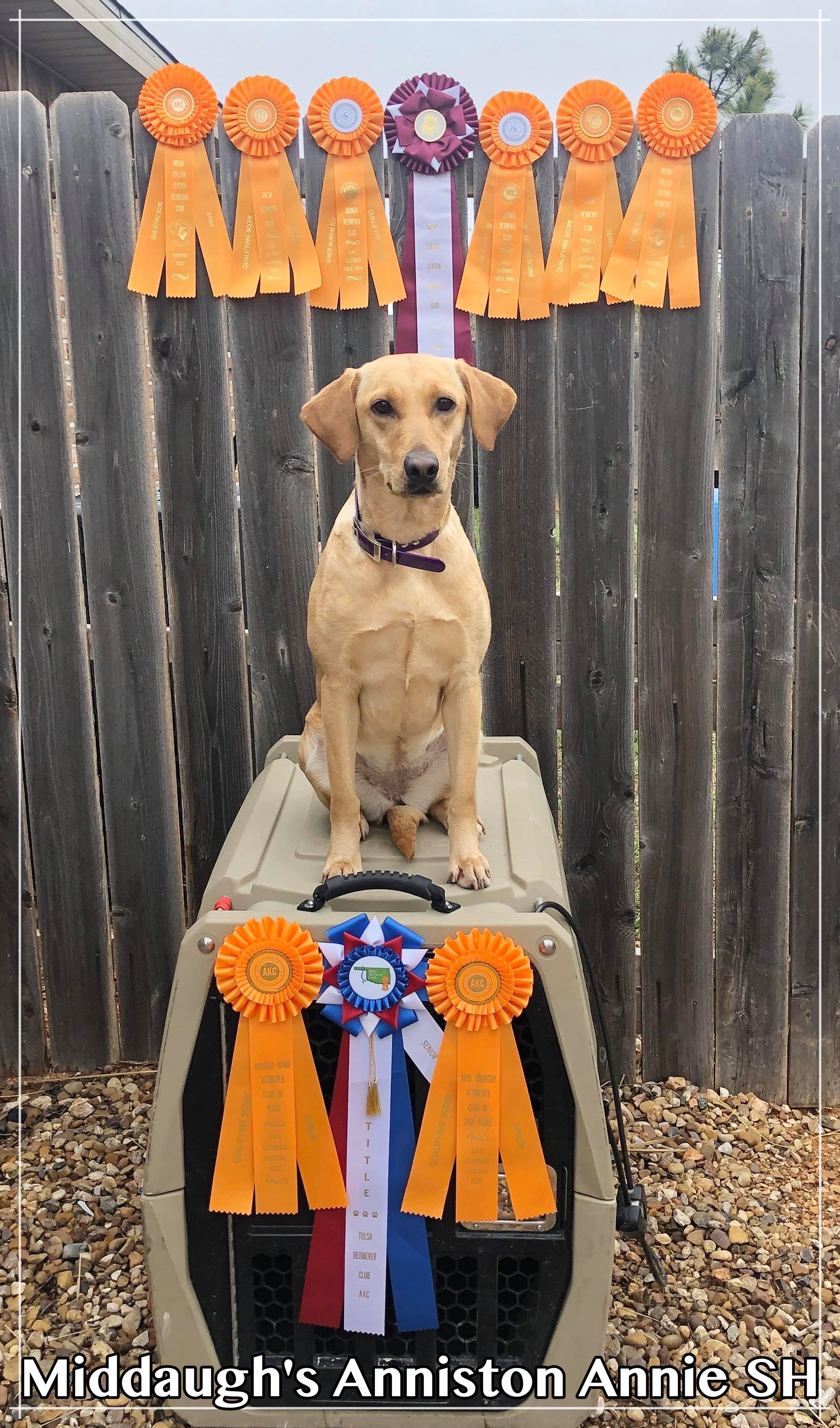 Middaugh's Anniston Annie SH | Yellow Labrador Retriver