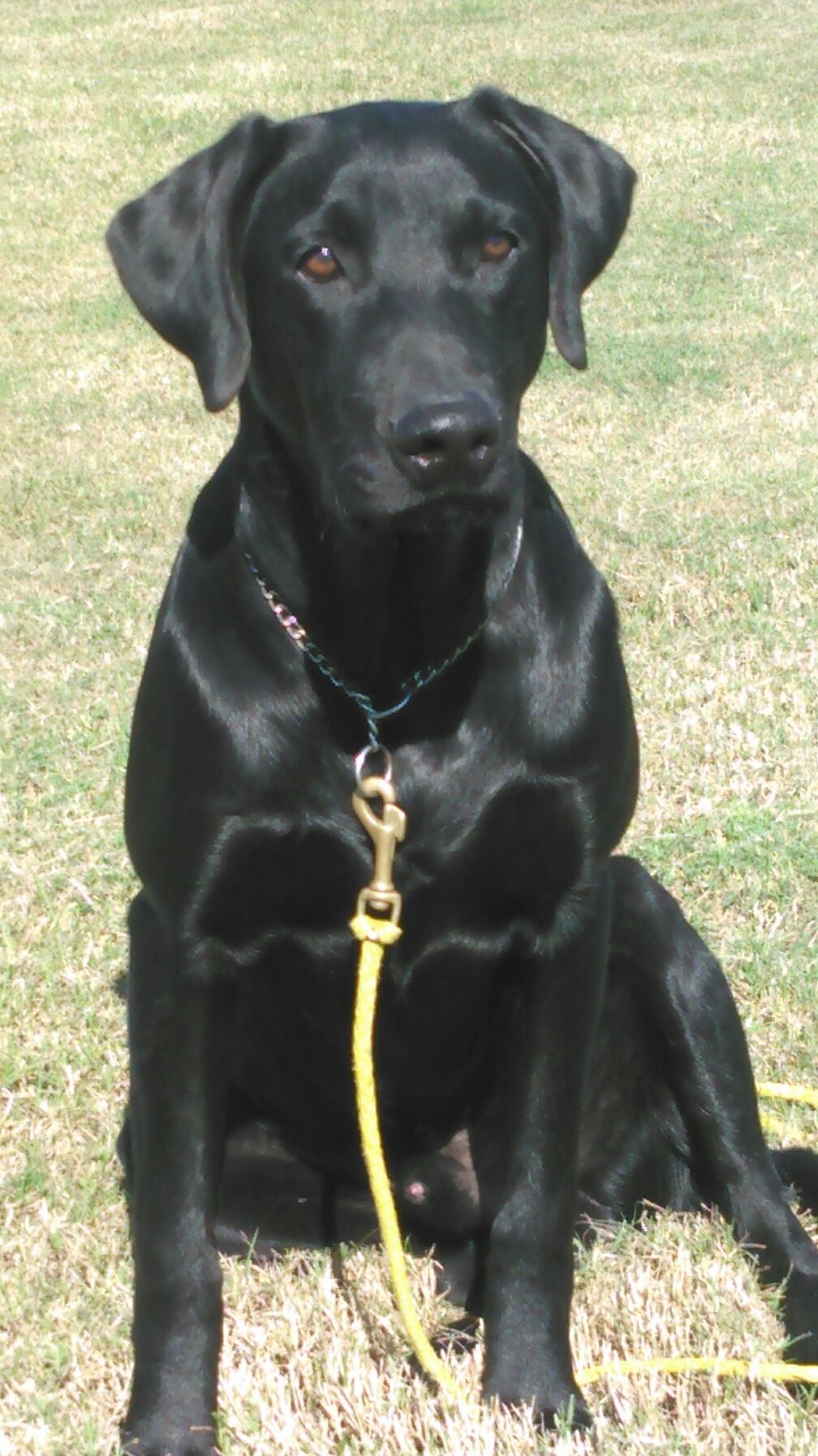 Saltgrass's Lone Survivor SH | Black Labrador Retriver