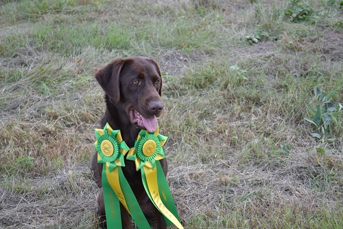 HRCH Wolf Creek's Chocolate With Sprinkles | Chocolate Labrador Retriver