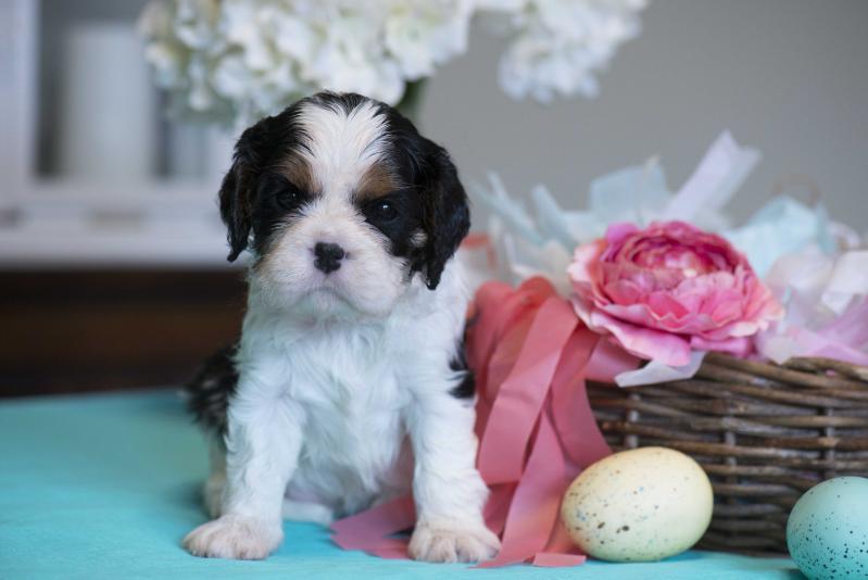 Duchess of Aquinnah | Cavalier King Charles Spaniel 