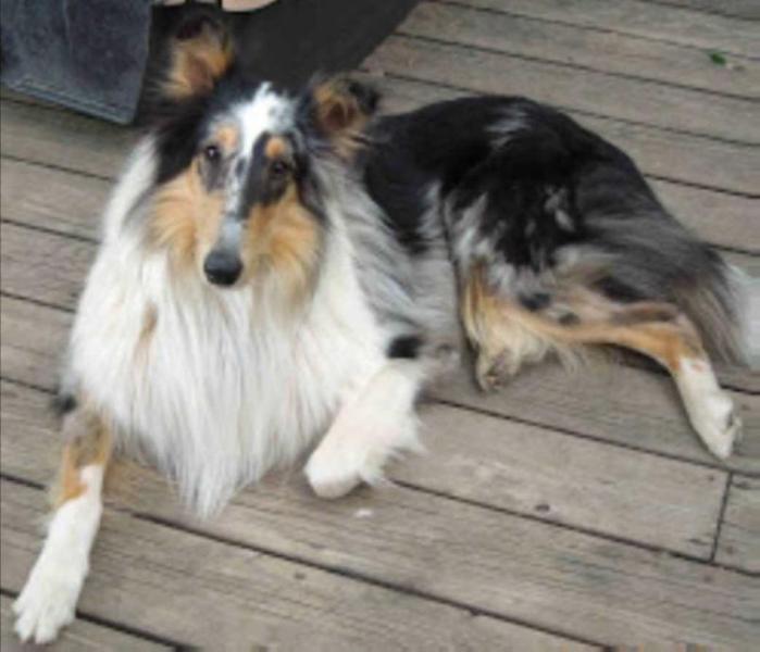 N/C Wil-O-Lanes Desiree Tru-Vu Bandit of Royal Star | Rough Collie 