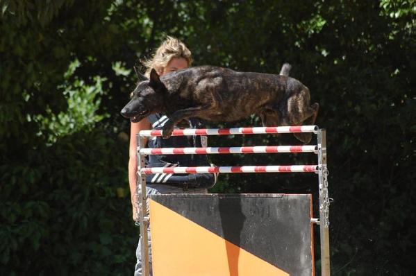 Dogge des Fonds de Gueule | Dutch Shepherd 