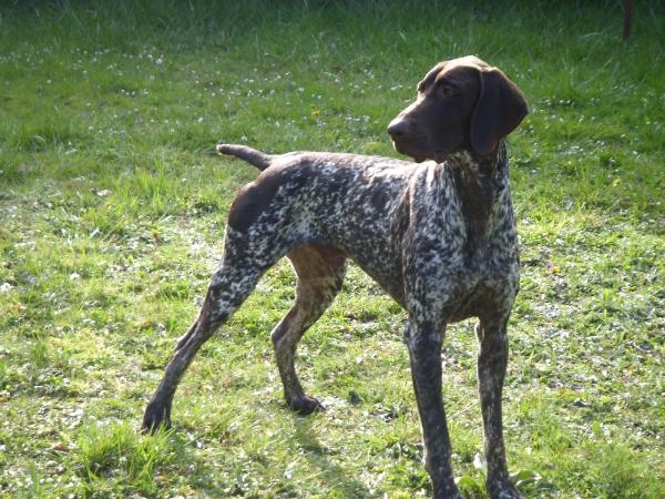 Antz d'Elem Cathy | German Shorthaired Pointer 