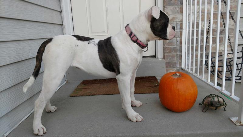 Cox's Miss Annie Oakley | American Bulldog 