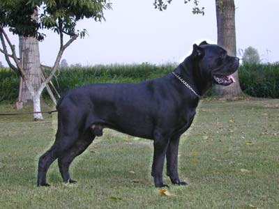 Donald Dell Antico Cerberus | Cane Corso 