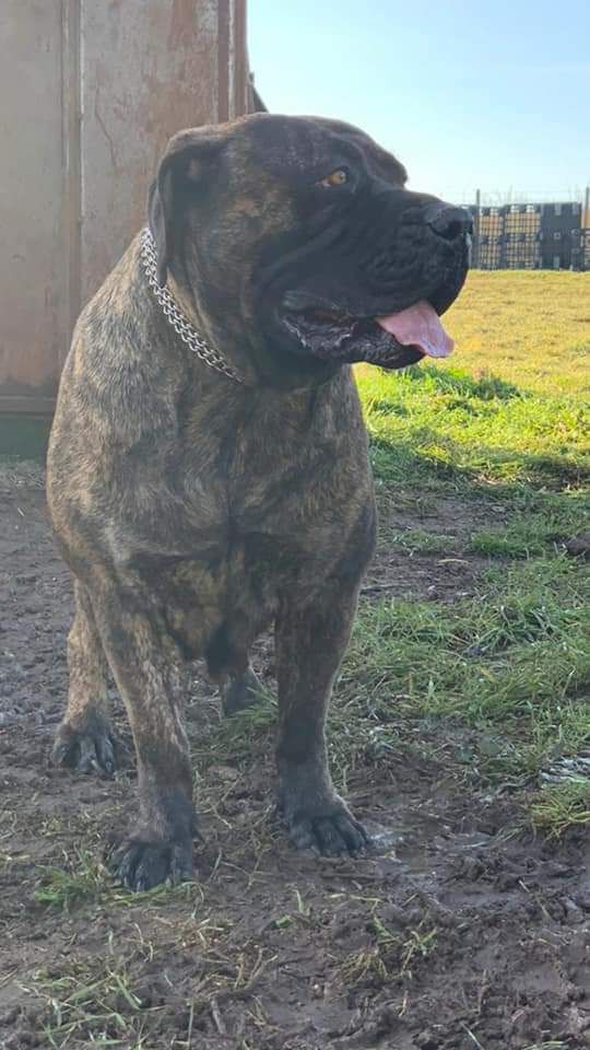 Casal de Osgas Balla | African Boerboel 