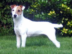 Jappatin Masquerade | Parson Russell Terrier 