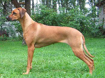 Aresvuma Go Ngai | Rhodesian Ridgeback 