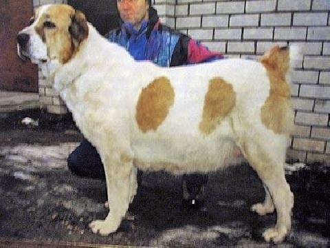 Bara | Central Asian Shepherd Dog 