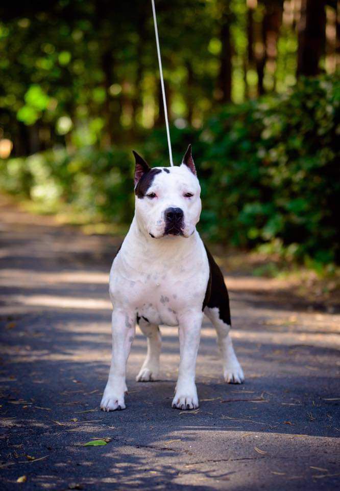 Gravis Ursa Knight of Steel | American Staffordshire Terrier 