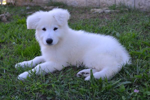 Limit Od Bijelih Andela | White Swiss Shepherd Dog 