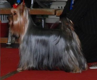 Rigair Filadelfija | Yorkshire Terrier 