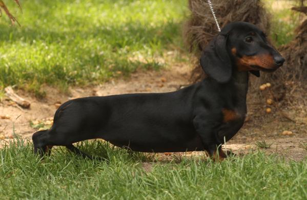 Zimerbude Xana Montana | Dachshund 