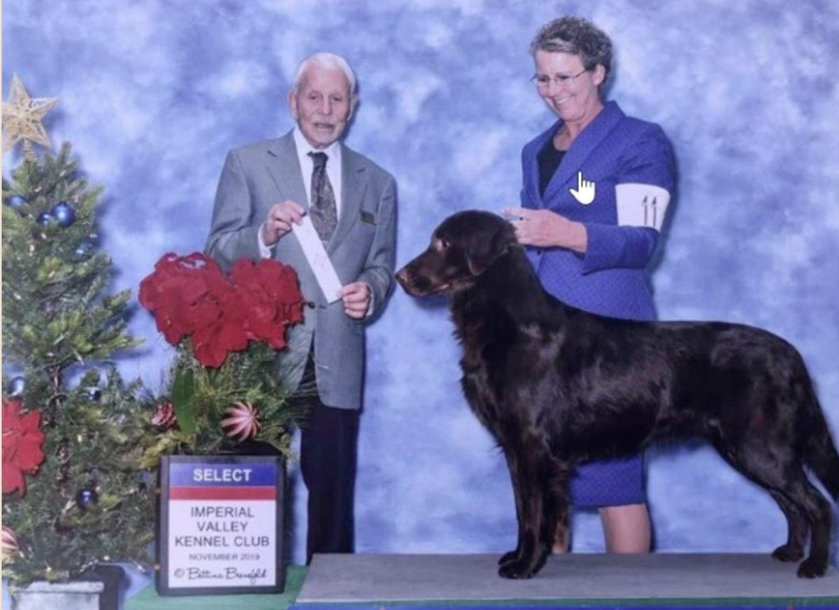 Citrus Hill Stone Mason | Flat-Coated Retriever 